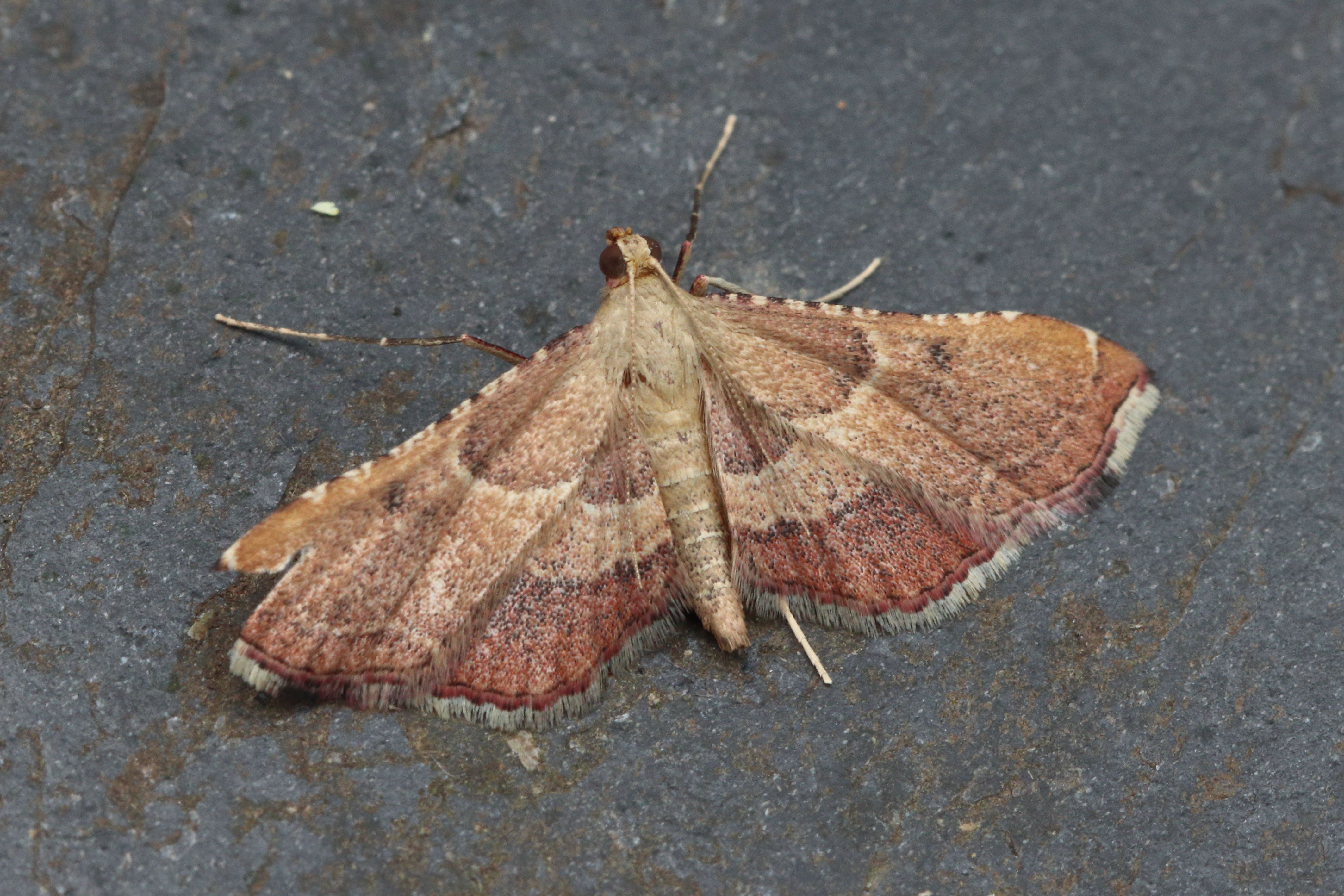 Photo of Rosy Tabby (Endotricha flammealis)